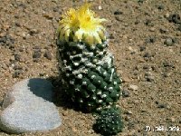 Copiapoa hypogaea barquitensis ©JLcoll.736.jpg